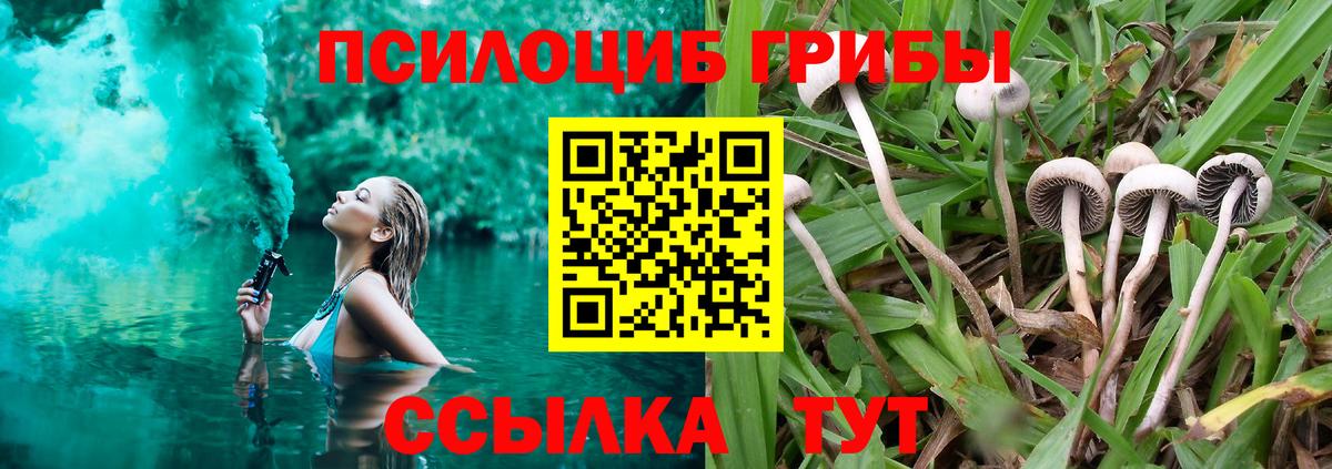 Галлюциногенные грибы Psilocybine cubensis Самара